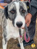 Prachtige Candy ter adoptie!, Particulier, Rabiës (hondsdolheid), Buitenland, Teef