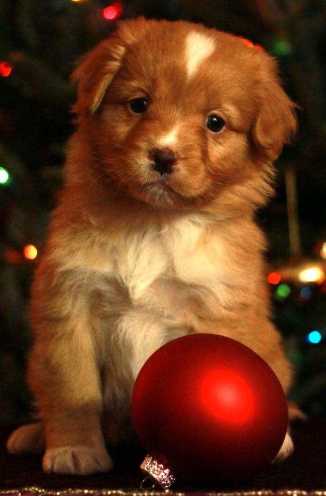 Nova scotia duck tolling retriever pups, Dieren en Toebehoren, Honden | Chihuahua's en Gezelschapshonden, Reu, Overige rassen