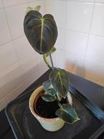 philodendron melanochrysum, Ophalen, Overige soorten, Halfschaduw, In pot