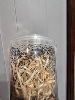 Fruitvliegen, Ophalen of Verzenden