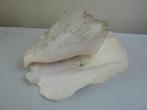 Grote schelp, Verzamelen, Mineralen en Fossielen, Ophalen of Verzenden, Schelp(en)
