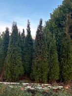 Cederboompjes, Tuin en Terras, Planten | Bomen, Bloeit niet, 100 tot 250 cm, Zuilboom, Ophalen