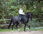 Bloedmooie merrie, Dieren en Toebehoren, Paarden, Merrie, B, Gechipt, Dressuurpaard