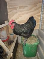 Australorp hanen, Dieren en Toebehoren, Pluimvee, Meerdere dieren, Kip