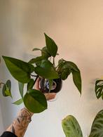 Planten in Bierglas - Leuk Cadeau!, Ophalen, Overige soorten, Halfschaduw, In pot