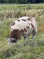 Bonte dekram, Dieren en Toebehoren, Schapen, Geiten en Varkens, Mannelijk, Schaap, 0 tot 2 jaar