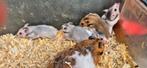 Syrische hamsters te koop (goudhamster), Dieren en Toebehoren, Knaagdieren, Juni, Meerdere dieren, Hamster