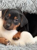 Jack Russel pups / puppys, Jack Russell Terriër, Reu, Meerdere, Nederland