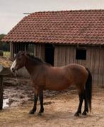 Knappe merie 15 jaar, Dieren en Toebehoren, Paarden, Merrie, Minder dan 160 cm, Recreatiepaard, 11 jaar of ouder