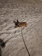 Kruising Mechelse herder / Amerikaanse Stafford, 15 weken tot 1 jaar, Teef, Eén hond, Herder