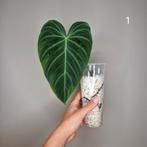 Philodendron Splendid, Huis en Inrichting, Kamerplanten, Overige soorten, Minder dan 100 cm, Groene kamerplant, Halfschaduw