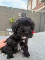 2 MINI Maltipoo Reutjes  – Klaar om te Verhuizen!, Dieren en Toebehoren, Honden | Chihuahua's en Gezelschapshonden, Rabiës (hondsdolheid)