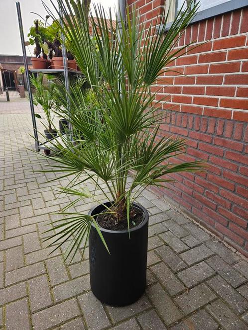 Europese dwergpalm / palmboom, Tuin en Terras, Planten | Tuinplanten, Overige soorten, Volle zon, Bloeit niet, Ophalen of Verzenden