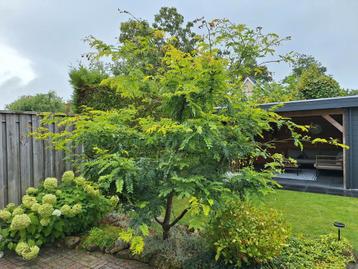 Gleditsia Triacanthos "Sunburst" beschikbaar voor biedingen