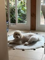 Australian Labradoodle pups, Dieren en Toebehoren, Rabiës (hondsdolheid), Overige rassen, 1 tot 2 jaar, Teef