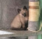 Ragdoll kittens, Dieren en Toebehoren, Katten en Kittens | Raskatten | Langhaar, Meerdere dieren, Ingeënt, 0 tot 2 jaar