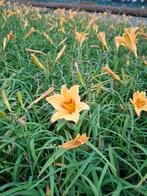 Hemrocallis Bonanza daglelie tuinplant, Tuin en Terras, Planten | Tuinplanten, Ophalen, Overige soorten, Volle zon