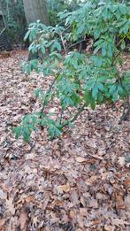 Rhododendron Zelf Uitgraven - Prachtige Tuinplant!, Tuin en Terras, Planten | Bomen, Ophalen, Halfschaduw, Overige soorten, Lente