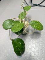 Hoya cv Michele, Ophalen of Verzenden