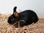 Black en tan konijnen | Ingeënt | Passend advies, Dieren en Toebehoren, Konijnen, Meerdere dieren, Dwerg, Hangoor, 0 tot 2 jaar