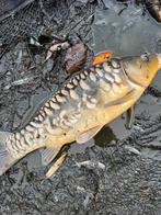 Karpers, Dieren en Toebehoren, Vissen | Vijvervissen, Karper of Koi