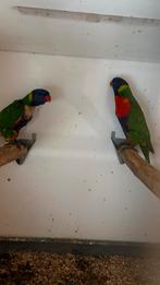 Lorrie s van de Blauwe bergen kweekkoppel., Dieren en Toebehoren, Meerdere dieren, Dwergpapegaai of Agapornis, Geringd