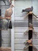 Guinea duiven, Dieren en Toebehoren, Meerdere dieren, Overige soorten