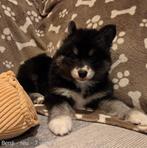 F3 Pomsky pups (mini-husky) uit geteste ouders!, Dieren en Toebehoren, Honden | Poolhonden, Keeshonden en Oertypen, België, Fokker | Hobbymatig