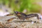 Cambarellus diminutus minikreeftjes, Dieren en Toebehoren, Kreeft, Krab of Garnaal, Zoetwatervis