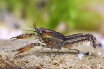Cambarellus diminutus minikreeftjes beschikbaar voor biedingen