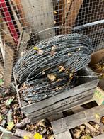 2 bossen prikkeldraad, Tuin en Terras, Gaas en Draad, Ophalen, Gebruikt, 20 meter of meer, Prikkeldraad