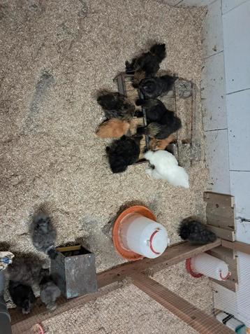 Zijdehoen hennen beschikbaar voor biedingen