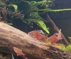 Zeer mooie rode tetra's te koop, Vis, Zoetwatervis, Schoolvis