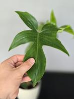 Philodendron Florida Ghost, Ophalen, Overige soorten, Minder dan 100 cm