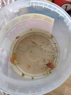 Baby guppen/ endlers, Dieren en Toebehoren, Vis