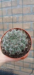 Gymnocalycium cactus in 8 cm pot, Huis en Inrichting, Kamerplanten, Ophalen of Verzenden