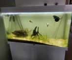 Aquarium 240 liter + Oase BioMaster 350, Ophalen, Gebruikt, Leeg aquarium