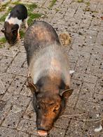 2x Zeug waarvan 1 big beschikbaar, Dieren en Toebehoren, Vrouwelijk, Varken