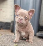 fluffy franse bulldog reutje, Reu, CDV (hondenziekte), 8 tot 15 weken, Bulldog
