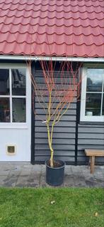 Acer palmatum Japanese sunrise tuin bonsai, Bloeit niet, Halfschaduw, Overige soorten, 100 tot 250 cm