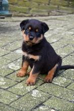 Ouderwetse Rottweiler pups, CDV (hondenziekte), 8 tot 15 weken, Rottweiler, Nederland
