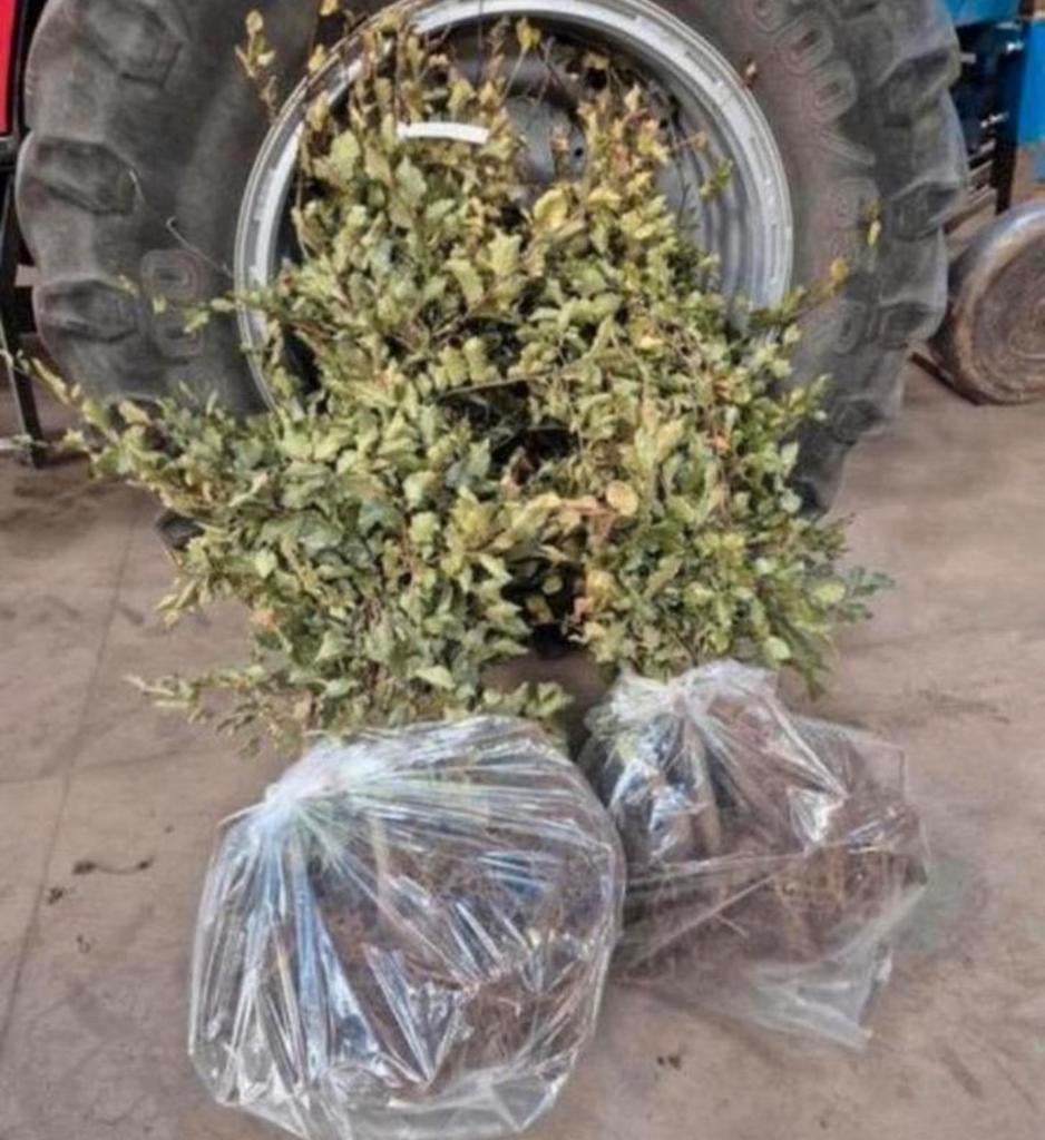 150 groene beuken boompjes GRATIS BEZORGD, Ophalen of Verzenden, Volle zon