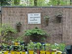 Biologische groente en kruidenplanten., Ophalen, Volle zon, Groenteplanten, Eenjarig