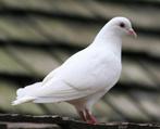 Witte postduif doffer, Dieren en Toebehoren, Mannelijk, Postduif