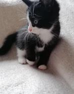 Kittens ragdoll, Dieren en Toebehoren, Katten en Kittens | Overige Katten, Kater, Kortharig, 0 tot 2 jaar