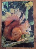 Dieren - Eekhoorn, Ophalen of Verzenden, Ongelopen, Overige soorten