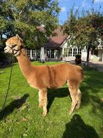 Drachtige alpaca merrie - WF Earl Grey dochter, Dieren en Toebehoren, Juni, Vrouwelijk