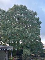 Hovenier gezocht voor boomkap (Anna Palowma & Hulst), Tuin en Terras, Bloeit niet, Overige soorten, 400 cm of meer, Ophalen