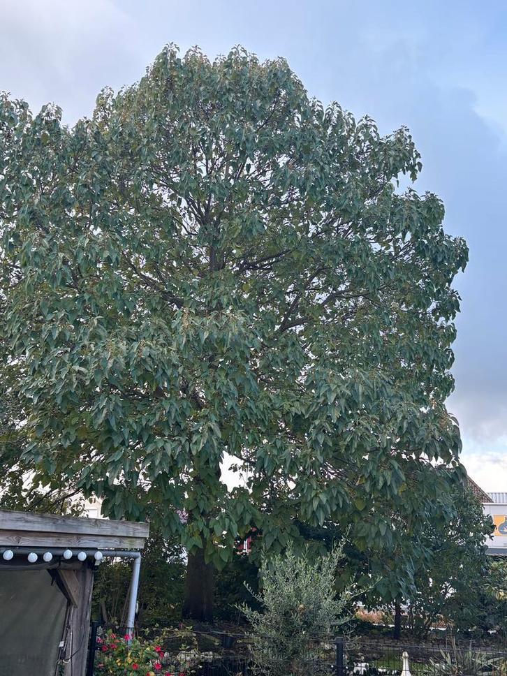 Hovenier gezocht voor boomkap (Anna Palowma & Hulst), Tuin en Terras, Planten | Bomen, Overige soorten, 400 cm of meer, Volle zon