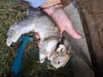 Vlaamse reus x dwergkonijn babykonijnen, Dieren en Toebehoren, Konijnen, Meerdere dieren, Groot, 0 tot 2 jaar